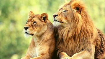 Pair Of Adult Lions In Zoological Garden