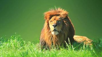 Lion On Green Grass photo