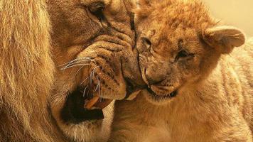 Lion And Cub