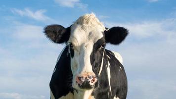 Ducth Holsteiner Cow