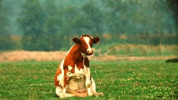 Cow Sitting In Grass photo