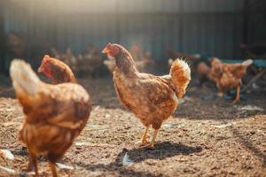 Red chicken walking in paddock at farm photo