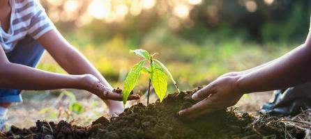 planting tree in garden. concept save world green earth photo