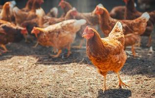 Red chicken walking in paddock at farm photo