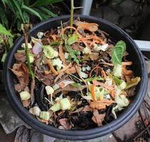 kitchen scraps composted photo