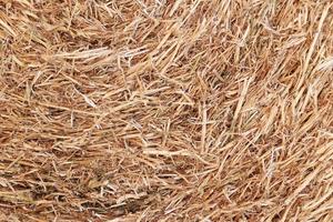 straw texture. golden cut straw from winter wheat on field, concept of harvest, bread production, livestock litter, grain growing waste, material for livestock farmers photo