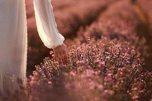 Woman's hand touches lavender flowers on a lavender field summer on sunset. Natural cosmetics concept. Banner. Place for text. photo