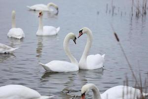 The couple of swans with their necks form a heart. Mating games of a pair of white swans. The mute swan, latin name Cygnus olor. Swans swimming on the water in nature. Valentine's Day background. photo