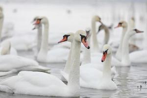 bandada de cisnes blancos en agua de manantial. cisnes en el agua. cisnes blancos. hermosos cisnes blancos flotando en el agua. cisnes en busca de comida. enfoque selectivo foto