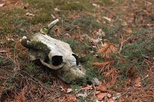 Cow skull lying on the ground. Dried cow skull. Side view. Skull of a bull or cow animal. cow skull in the forest. forest pollution photo