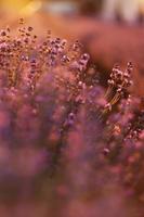 close up of bushes lavender blooming scented fields on sunset. lavender purple aromatic flowers at lavender fields of the French Provence near Paris. photo