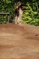 two sitting natural marmots, meerkats look out of the burrow. Curious european suslik posing to photographer. little sousliks observing. photo