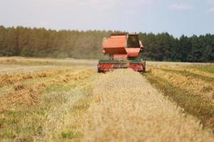 combine harvester driving through field collecting grain in summer. Harvesting of early grains and winter wheat. Agricultural machinery rides to camera collecting wheat. Cultivation of organic wheat. photo