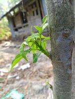 Young leaves on tree bark. A new branch of the tree with an old spider web photo