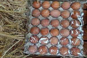 huevos frescos en panel. foto