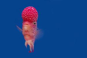 Color fish on the blue background, wallpaper photo