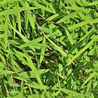 Photo realistic seamless grass texture in hires with more than 6 megapixel in size