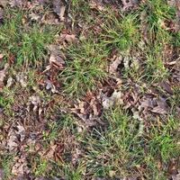 Photo realistic seamless grass texture in hires with more than 6 megapixel in size