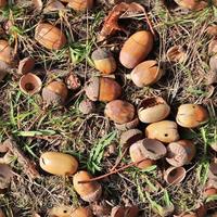 High resolution seamless texture of a forest ground with autumn leaves and nuts photo