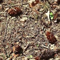 High resolution seamless texture of a forest ground with autumn leaves and nuts photo