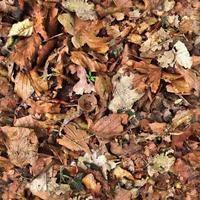 High resolution seamless texture of a forest ground with autumn leaves and nuts photo