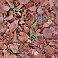 High resolution seamless texture of a forest ground with autumn leaves and nuts photo