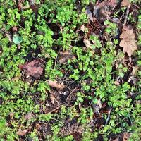 High resolution seamless texture of a forest ground with autumn leaves and nuts photo