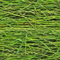 Photo realistic seamless grass texture in hires with more than 6 megapixel in size