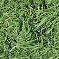 Photo realistic seamless grass texture in hires with more than 6 megapixel in size