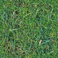 Photo realistic seamless grass texture in hires with more than 6 megapixel in size