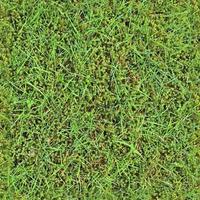 Photo realistic seamless grass texture in hires with more than 6 megapixel in size