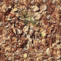 High resolution seamless texture of a forest ground with autumn leaves and nuts photo