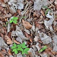 High resolution seamless texture of a forest ground with autumn leaves and nuts photo