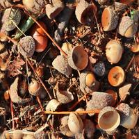 High resolution seamless texture of a forest ground with autumn leaves and nuts photo