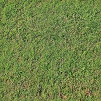 Photo realistic seamless grass texture in hires with more than 6 megapixel in size