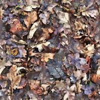 High resolution seamless texture of a forest ground with autumn leaves and nuts photo