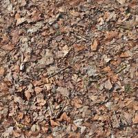 High resolution seamless texture of a forest ground with autumn leaves and nuts photo