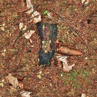 textura transparente de alta resolución de un terreno forestal con hojas de otoño y nueces foto