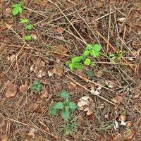 High resolution seamless texture of a forest ground with autumn leaves and nuts photo