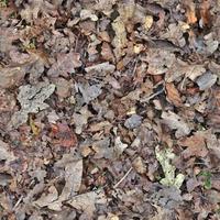 High resolution seamless texture of a forest ground with autumn leaves and nuts photo