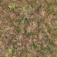 Photo realistic seamless grass texture in hires with more than 6 megapixel in size