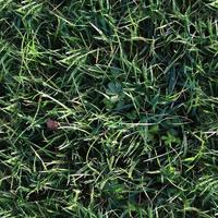 Photo realistic seamless grass texture in hires with more than 6 megapixel in size