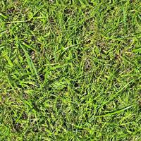 Photo realistic seamless grass texture in hires with more than 6 megapixel in size