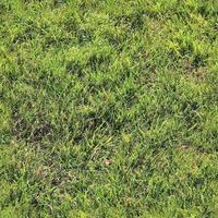 Photo realistic seamless grass texture in hires with more than 6 megapixel in size