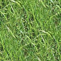 Photo realistic seamless grass texture in hires with more than 6 megapixel in size