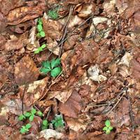 High resolution seamless texture of a forest ground with autumn leaves and nuts photo