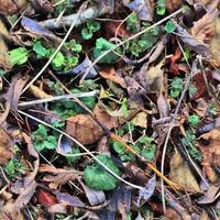 High resolution seamless texture of a forest ground with autumn leaves and nuts photo