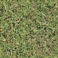 Photo realistic seamless grass texture in hires with more than 6 megapixel in size