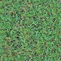 Photo realistic seamless grass texture in hires with more than 6 megapixel in size