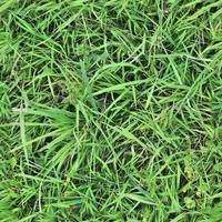 Photo realistic seamless grass texture in hires with more than 6 megapixel in size